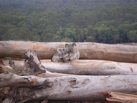 NSW koala habitat destruction rate has tripled since 2017