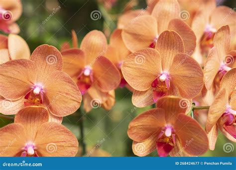 The Orange Phalaenopsis Orchid Flower Blossom In Garden Stock Image