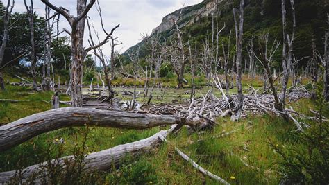 Hiking in Tierra del Fuego National Park: Independent Hiking Guide