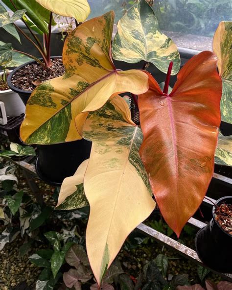 Growing Philodendron Cordatum Care Guide With Photos