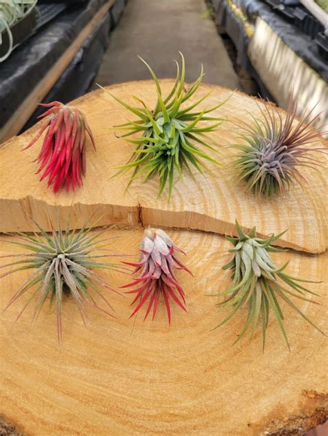 What You Need To Know About Air Plants Or Tillandsias The Popular Category Of Bromeliad