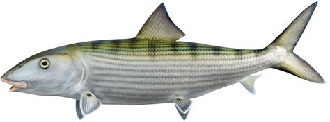 Bonefish: Lifespan, Diet, Size, and Habits - FishOnTips