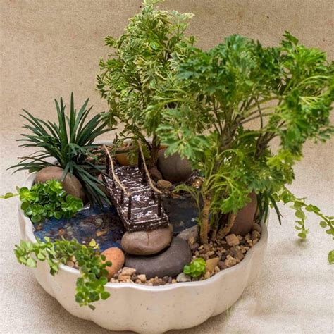 Indoor Miniature Garden Plants