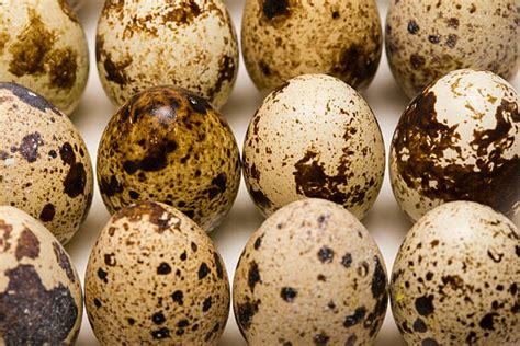 Fertile Golden Pheasant Eggs - Janis Birds Aviary