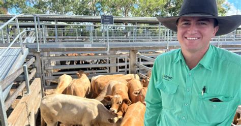 Cqlx Gracemere Livestock Market Report Queensland Country Life Qld