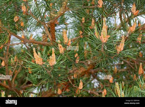 Pinos Silvestres Pino Silvestre Pinus Sylvestris Ramas Con Flores