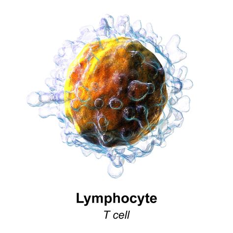 T Lymphocytes and Cellular Immunity - StoryMD