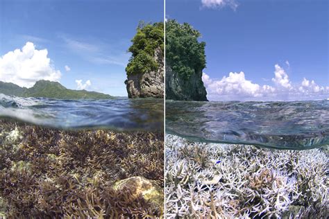 Coral Reefs: Ecosystem of the Decade | Tetiaroa Society