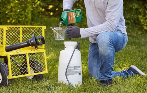 Crabgrass Killer for St Augustine Grass: 3 Options - Gardenic Home