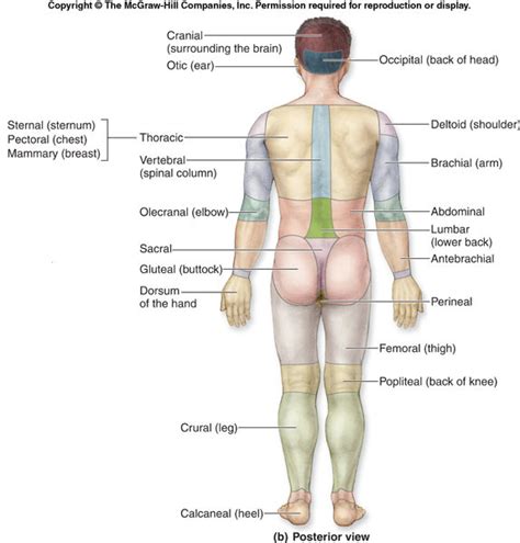 Regional Terms and Body Regions (Posterior View) Diagram | Quizlet