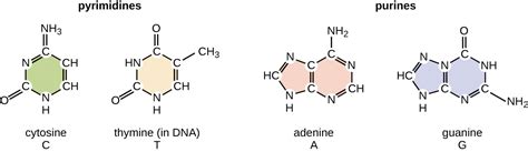 5.2: Structure and Replication of DNA - Biology LibreTexts