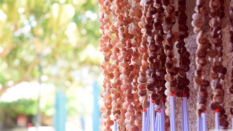 shell ultra hd desktop background wallpaper   uhd tv widescreen