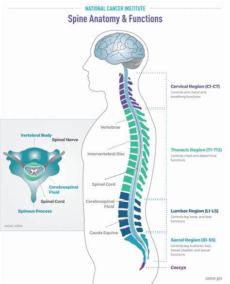 Brain and Spine Tumor Anatomy and Functions - The Spine Practice of J.Patrick Johnson, MD