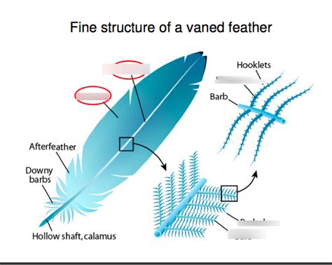 Feather Diagram | Quizlet