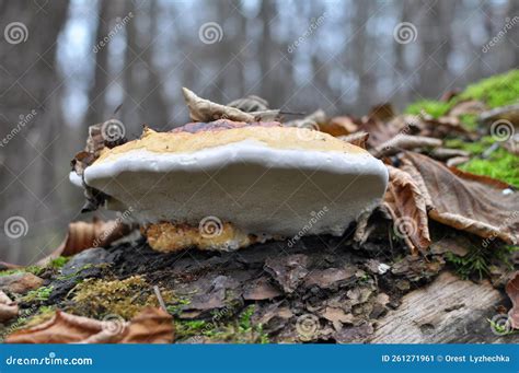 An Edible Tinder Mushroom Fomitopsis Pinicola Grows in Nature Stock Image - Image of health ...