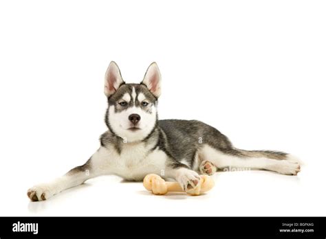 Puppy with his bone Stock Photo - Alamy