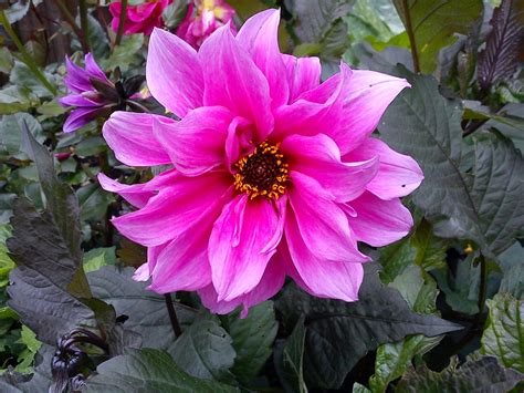 GARDENER'S WORD: OVERWINTERING BEGONIAS & DAHLIAS