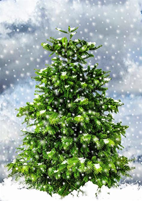 Tanne Tannenbaum Weihnachtsbaum Kostenloses Bild Auf Pixabay Pixabay