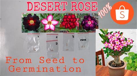 Adenium Seed From Shopee Step By Step Of Germinating Adenium Seed