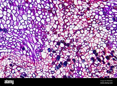 Rhizobium Microscope