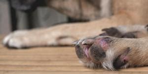 Rickets in Dogs - Causes, Symptoms and Treatment