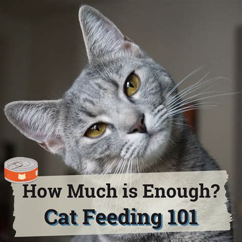 How Much Should I Feed My Cat 2024 Guide