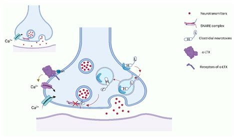 Toxins Free Full Text Neurotoxins Acting At Synaptic Sites A Brief