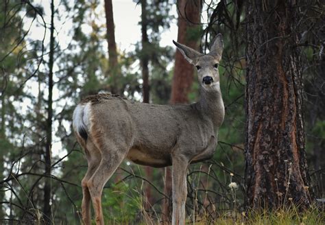 A lovely doe mule deer : r/deer