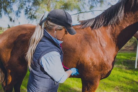 Equine Surgery Riverina Equine Vet