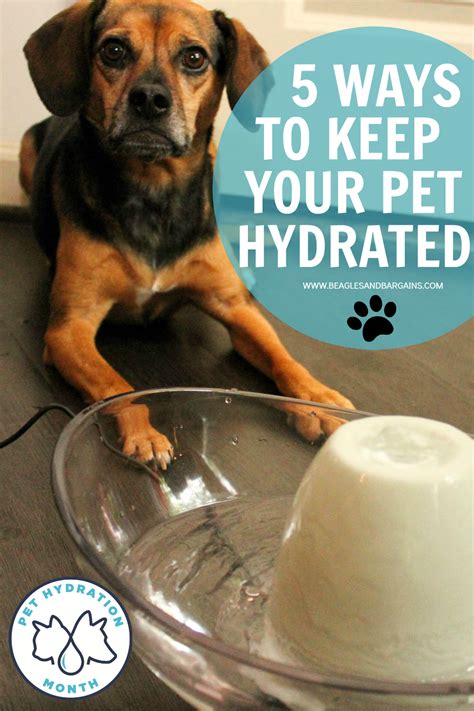 5 Ways To Keep Your Pet Hydrated Pet Hydration Month Beagles And