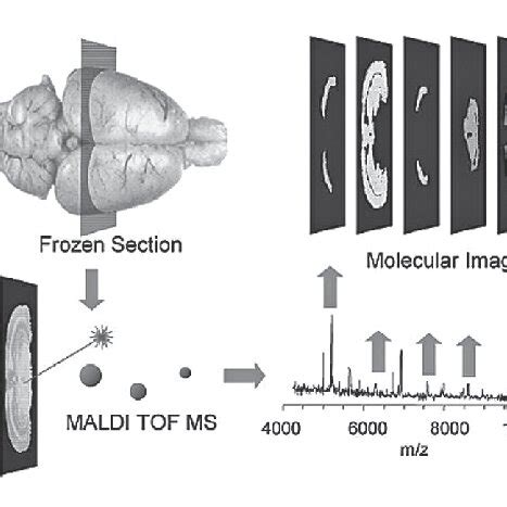 schematics of mALDI msI from sample preparation to data analysis 1 ...