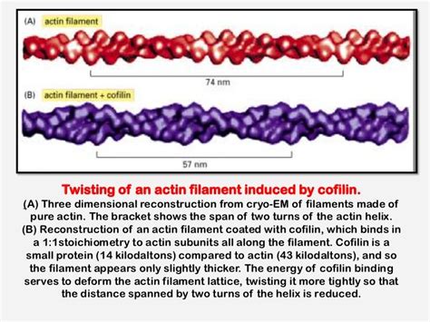 Microfilaments and intermediate filaments