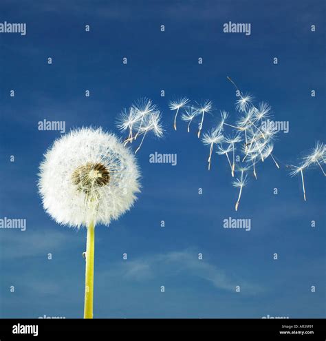 Seeding dandelion seeds blowing with the wind Stock Photo - Alamy