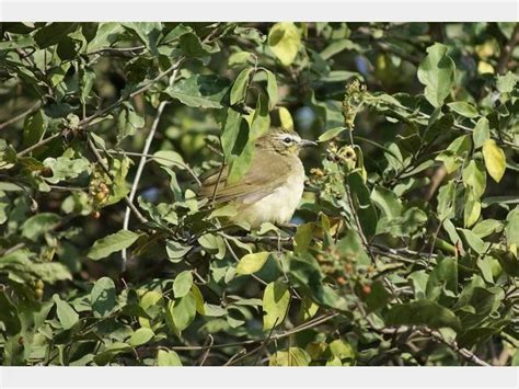 Details White Browed Bulbul Birdguides