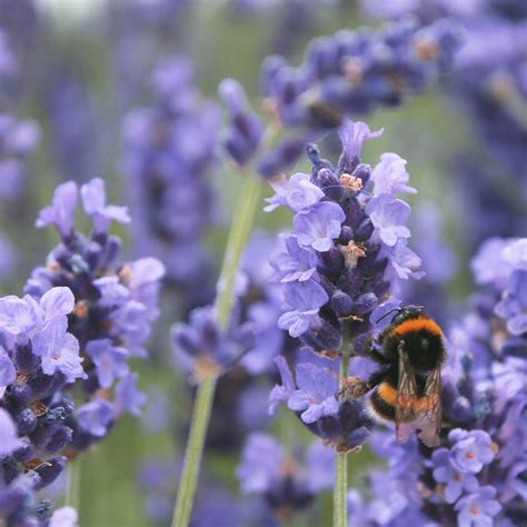 English Lavender Plants | Lavender 'Munstead' | Hedges Direct