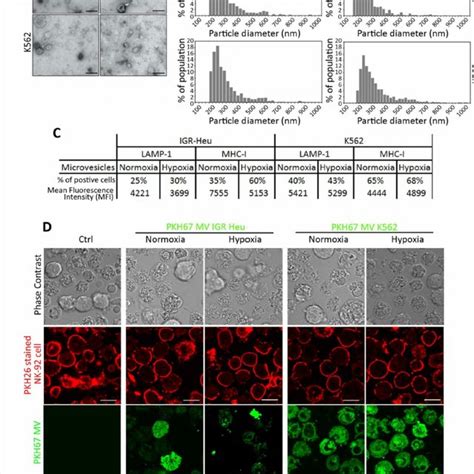 The Effect Of Tumor Cell Derived Microvesicles MVs On The Function Of