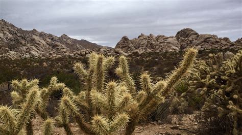 Mojave National Preserve – Tales of a vanlife couple