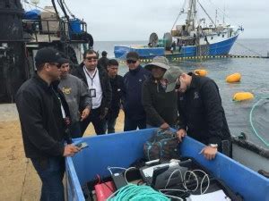 Liberan Toneladas De At N Aleta Azul Periodismo Negro