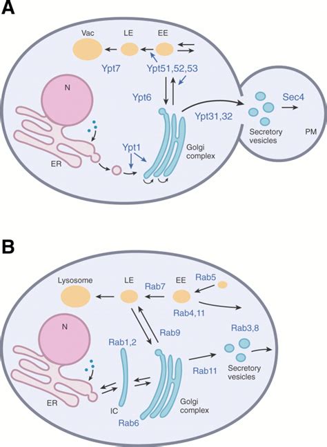 Yptrab Gtpases Regulators Of Protein Trafficking Sciences Stke