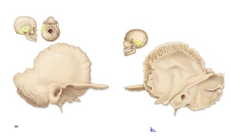 Zygomatic bone Diagram | Quizlet