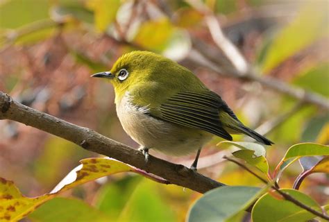 幸運の象徴のメジロを撮影しました chikunes blog