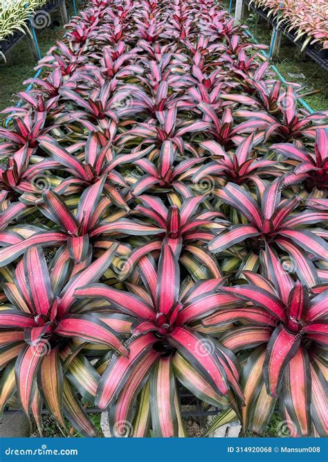 Beautiful Cordyline Fruticosa Or Commonly Known As Ti Plant, Palm Lily