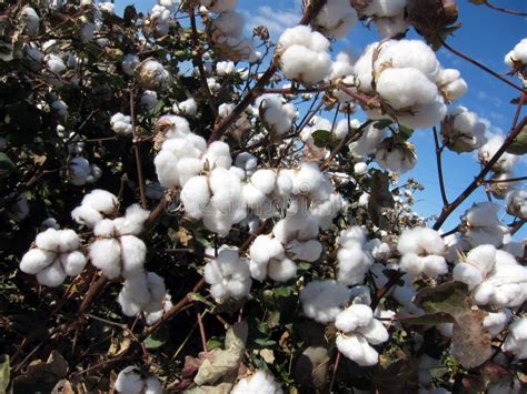 Cotton Plant stock photo. Image of georgia, field, boll - 16948420