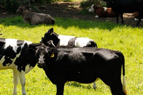 Holstein Dairy Cows Black White Charlton Ma Stock Image Image Of