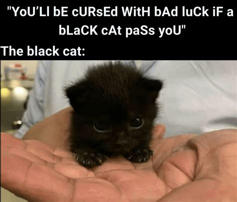 Black Cats Dont Bring Bad Luck Rmemes