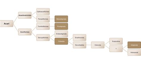 Les Organismes Du Sol Taxonomie