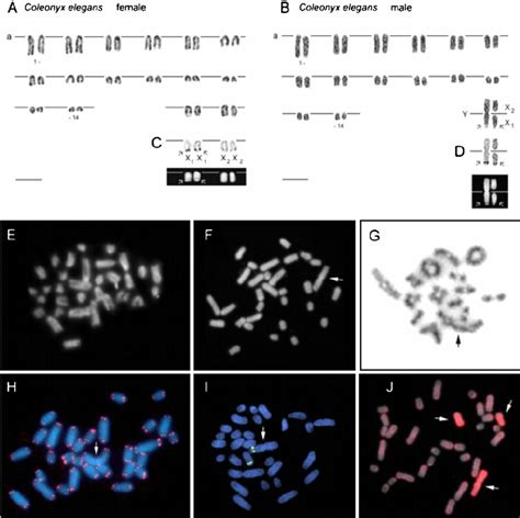 Mitotic And Meiotic Chromosomes Of Coleonyx Elegans A Karyotype Of