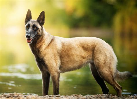 Cane Da Pastore Belga Malinois Il Perfetto Cane