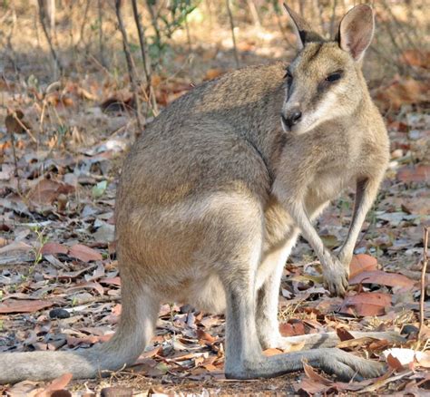 Agile Wallabies; Macropus agilis; Northern Territories – Darkling Plain