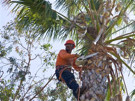 Palm tree service | cheap tree removal | Sausalito | CA